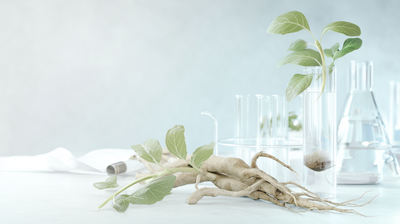 Ashwagandha – Die Geschichte einer traditionsreichen Pflanze und ihre moderne Erforschung