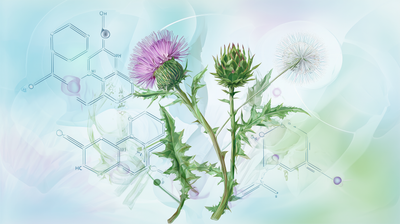 Mariendistel, Artischocke & Löwenzahn – was die Forschung über ihre Synergien sagt